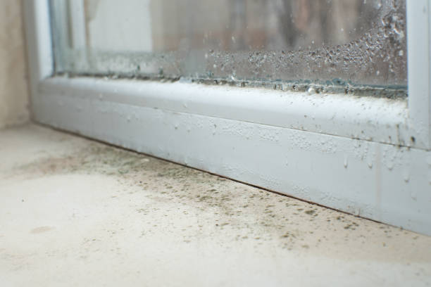 Why You Should Choose Our Mold Remediation Services in Idalou, TX